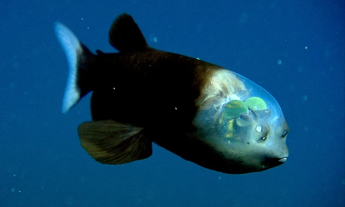 DailyLoud's tweet photo. A rare fish with a transparent head was discovered 2,000 feet below in the ocean 😳🐠 https://t.co/Yz2IfgbDMi