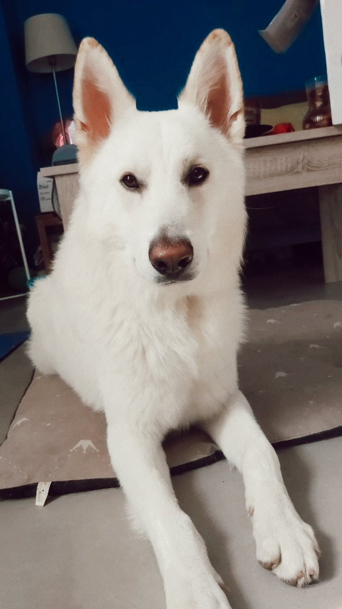 SarGonzlez's tweet photo. No puedo pedir más, ni puedo ser más feliz, tengo la mejor familia del mundo 💙🐶 @SergioM3_15 https://t.co/COIh2LbJJI