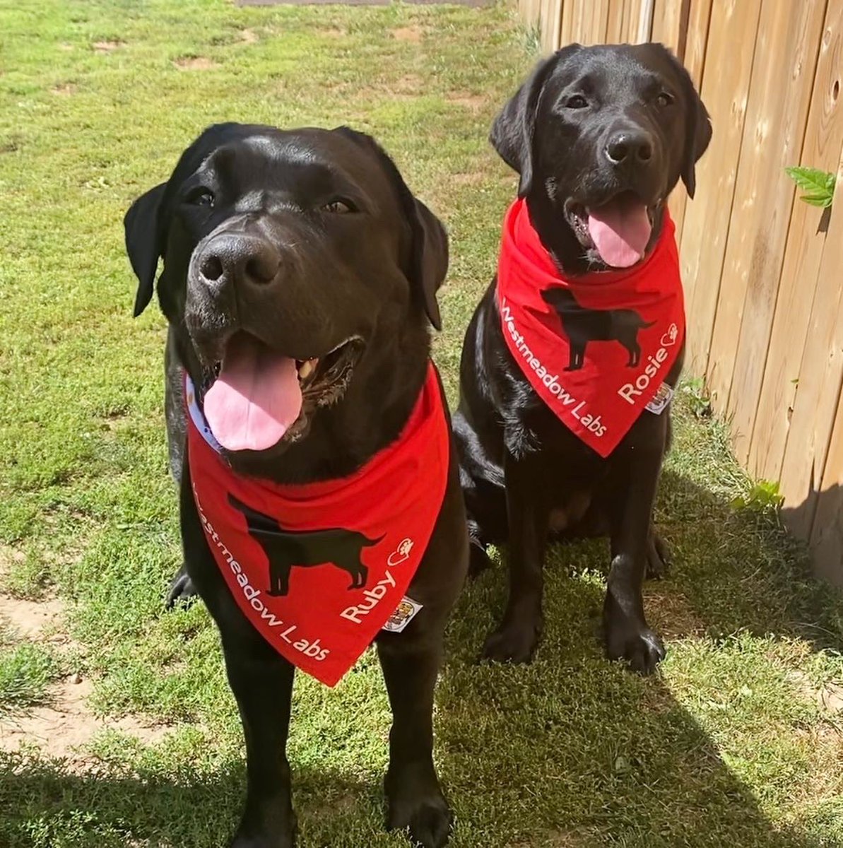 HenryTheChocLab's tweet photo. These sisters are ready for the Labrador Long Weekend!🇨🇦 #RubyAndRosie #BandanasByPapabar https://t.co/hW7UwbBcqr