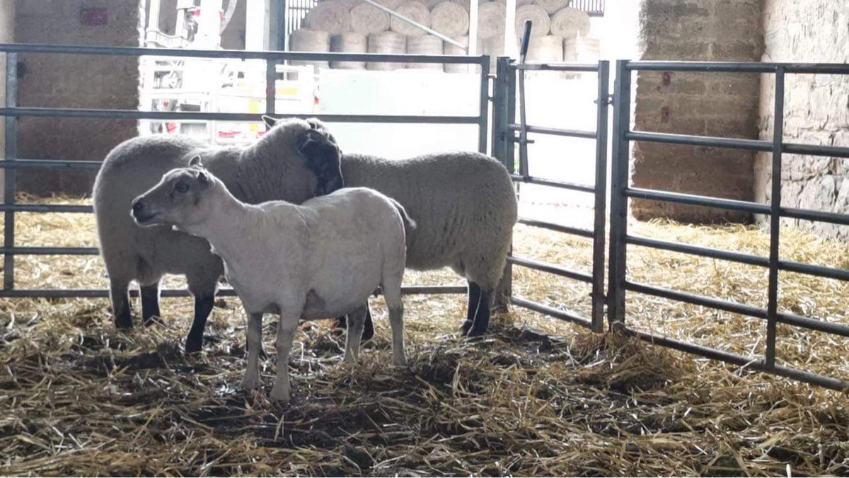 Dantheewescan's tweet photo. Not my sheep and the lambs are 20weeks old. But, a 45kg Shetland ewe with a 46kg ewe lamb and a 54kg ram lamb at foot. Shetlands are the super stars of #maternalefficiency https://t.co/PSSsw2okrN