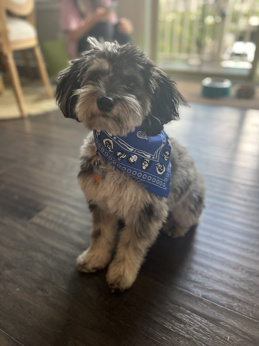 jengsmith's tweet photo. My Red Hot Chili Pepper dog #RedHotChiliPeppers #miniaussiedoodle https://t.co/Epoe3HsZ03