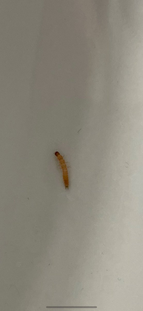 ace_babs_'s tweet photo. Looking for some info on this larvae - Any takers? @Megarhyssa @FloateKevin @TylerWist1 https://t.co/FXfKcMtD9A