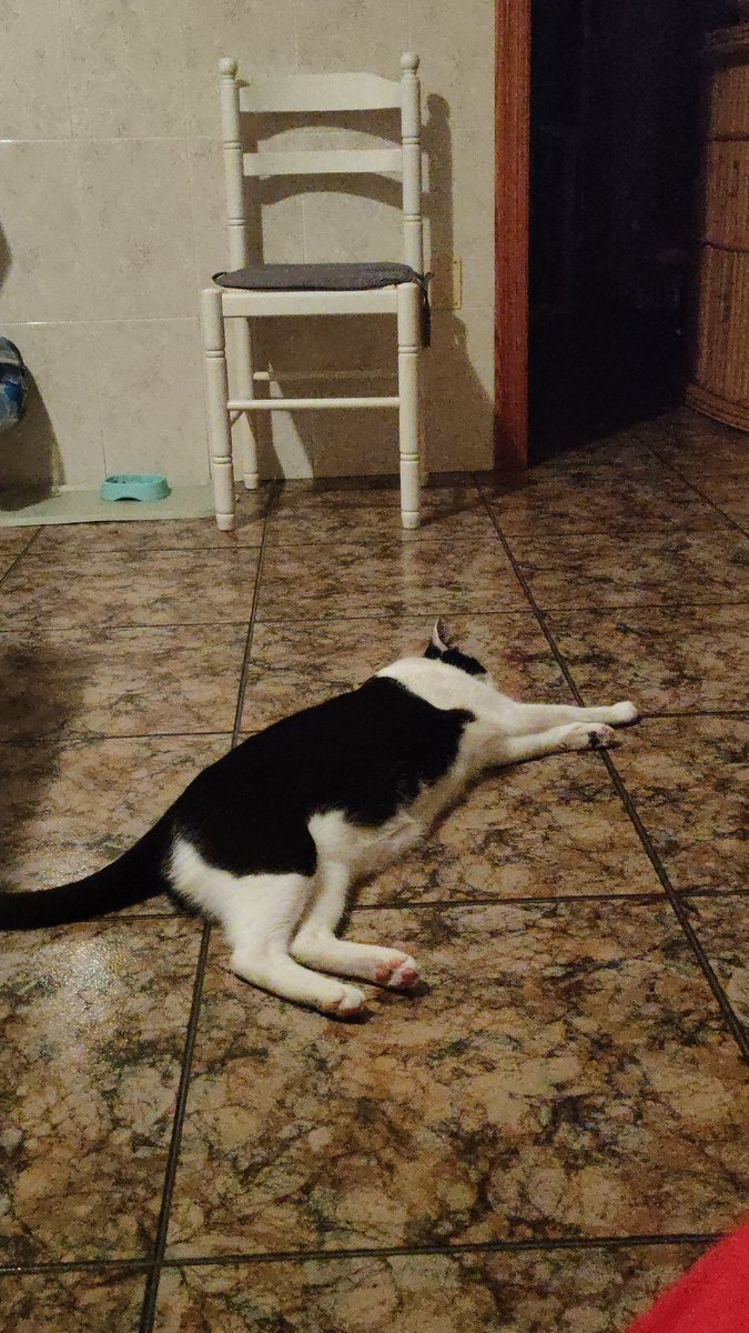 Envidio a mi gato...