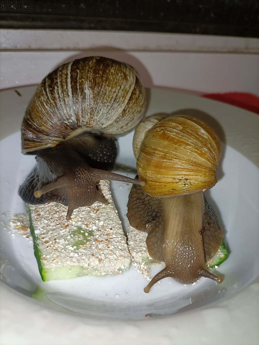 saph_snails's tweet photo. Took these two ladies out for some special dinner, I think out of all my GALS Cocoa and Claire have to be the ones featured least on here, so here's them going munching for day 2 of #Snailtember ! https://t.co/qhApPj4xKg