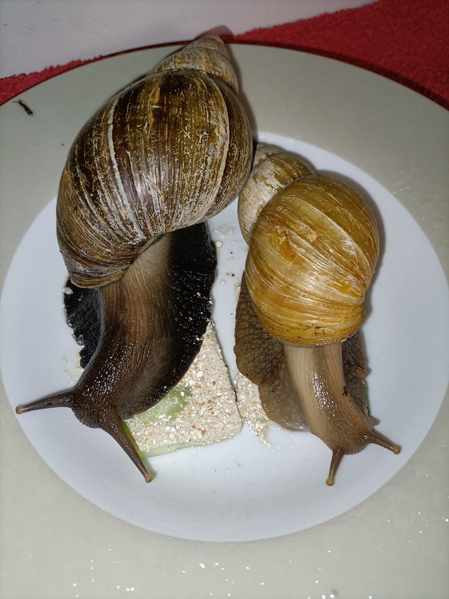 saph_snails's tweet photo. Took these two ladies out for some special dinner, I think out of all my GALS Cocoa and Claire have to be the ones featured least on here, so here's them going munching for day 2 of #Snailtember ! https://t.co/qhApPj4xKg