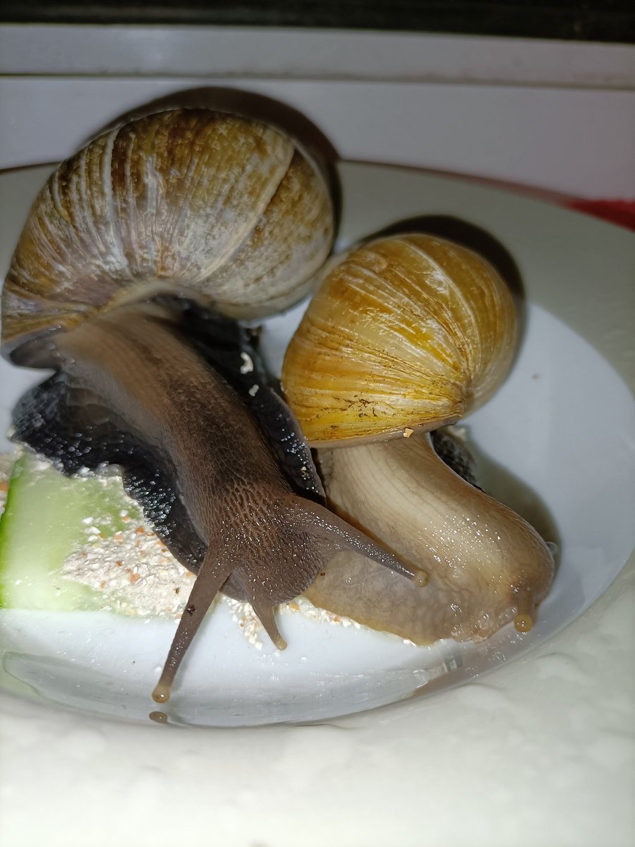 saph_snails's tweet photo. Took these two ladies out for some special dinner, I think out of all my GALS Cocoa and Claire have to be the ones featured least on here, so here's them going munching for day 2 of #Snailtember ! https://t.co/qhApPj4xKg