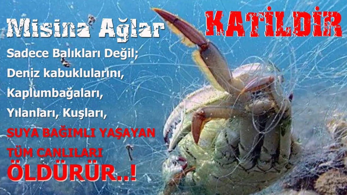 MİSİNA AĞLAR KATİLDİR
DENİZLERİMİZDE MİSİNA AĞ YASAĞI DEVAM ETMELİ İÇSULARIMIZDA YASAKLANMALIDIR
#misinaağlarkatildir #BSGM #tarım 
<a href="/VahitKirisci/">Prof.Dr.Vahit Kirişci</a>
 
<a href="/TCTarim/">T.C. Tarım ve Orman Bakanlığı</a>
 
<a href="/tarimveormanbak/">Tarım ve Orman Bakanlığı Destek Hesabı</a>
 
<a href="/maatalay/">Dr. M. Altuğ ATALAY</a>
 
<a href="/turgayturkyilmz/">Turgay TÜRKYILMAZ</a>
 
<a href="/MehmetNuriYILM6/">Mehmet Nuri YILMAZ</a>
  
<a href="/DrVeyselTiryaki/">Dr. Veysel Tiryaki</a>
 
@nihatpakdil46