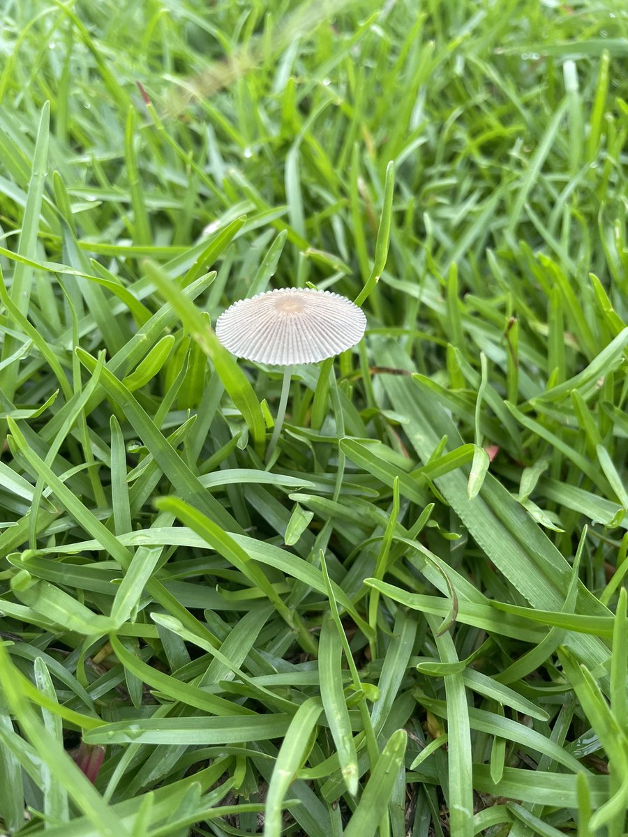 nt20359902's tweet photo. 朝んぽで姫日傘一夜茸(ヒメヒガサヒトヨタケ)👀✨🍄

ほんとに日傘みたい😙 https://t.co/eT9dwX6IJJ