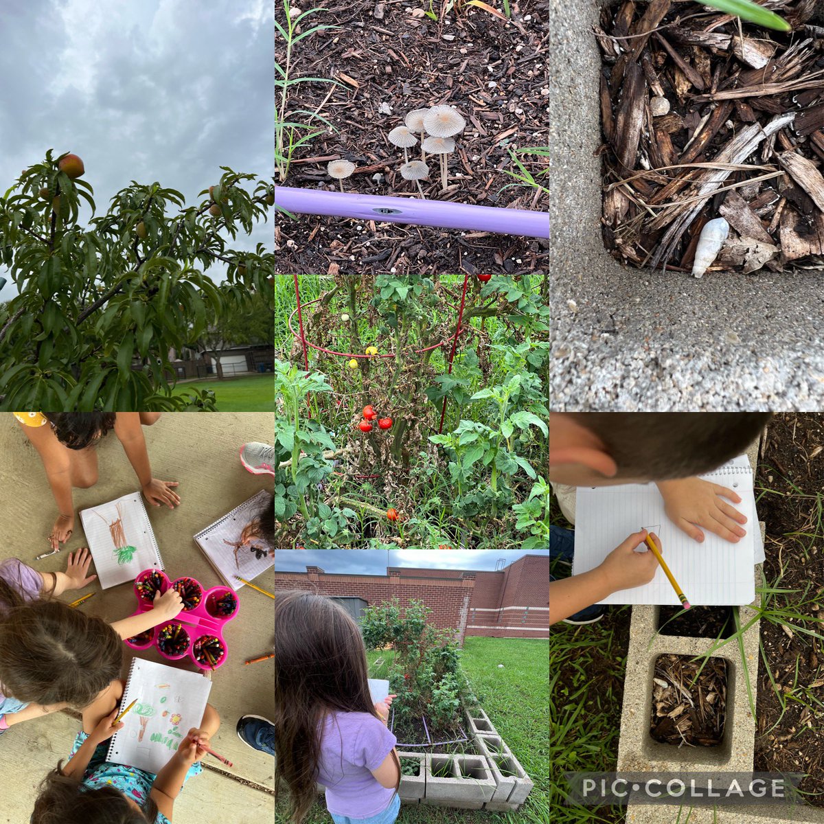 Using the ABCD’s of Science to illustrate all of our findings in the @CCEColts Garden today! Even during the off season Science is all around us!! 🍄🐚🍑🍅🌱 #cisdlearns