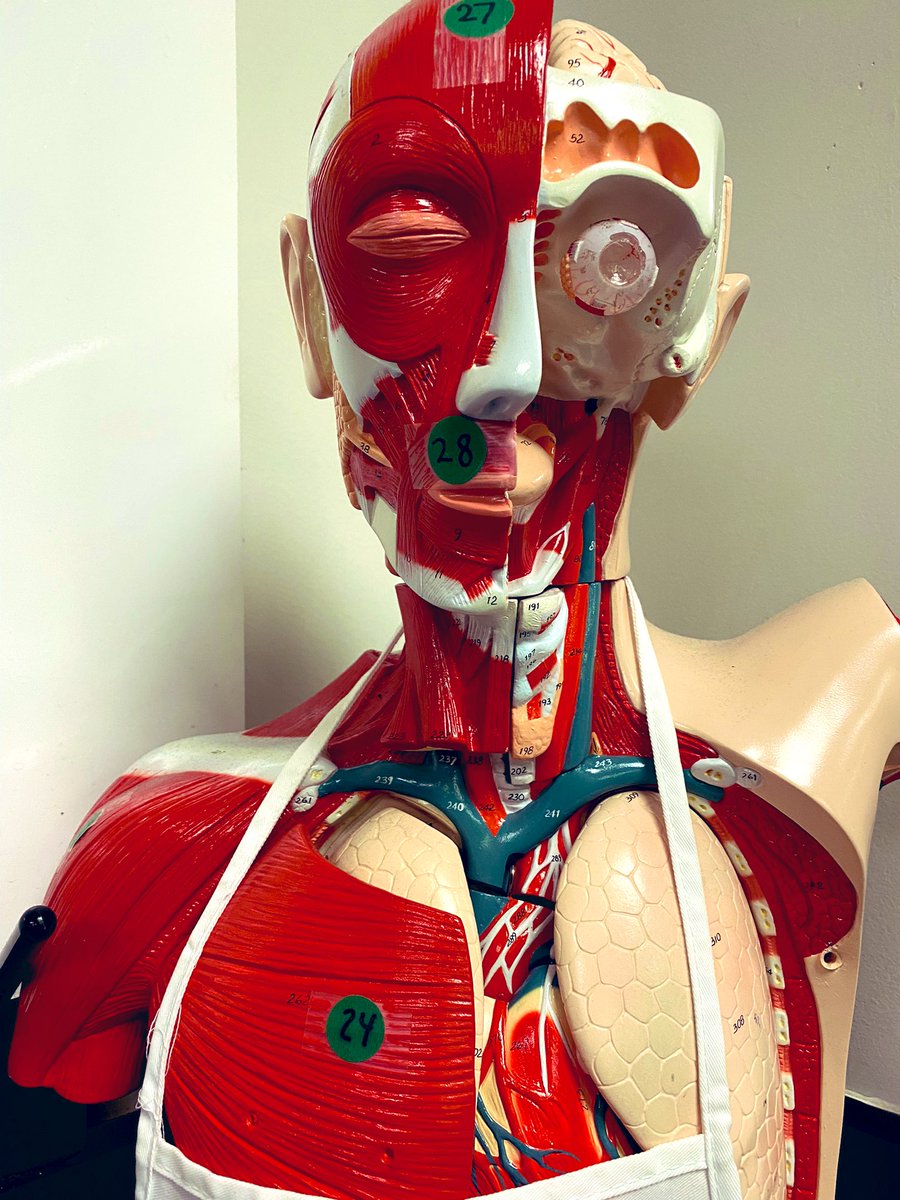 MrsArmourr's tweet photo. Tell me you teach Anatomy without telling me you teach Anatomy https://t.co/6DSNvm1bZH