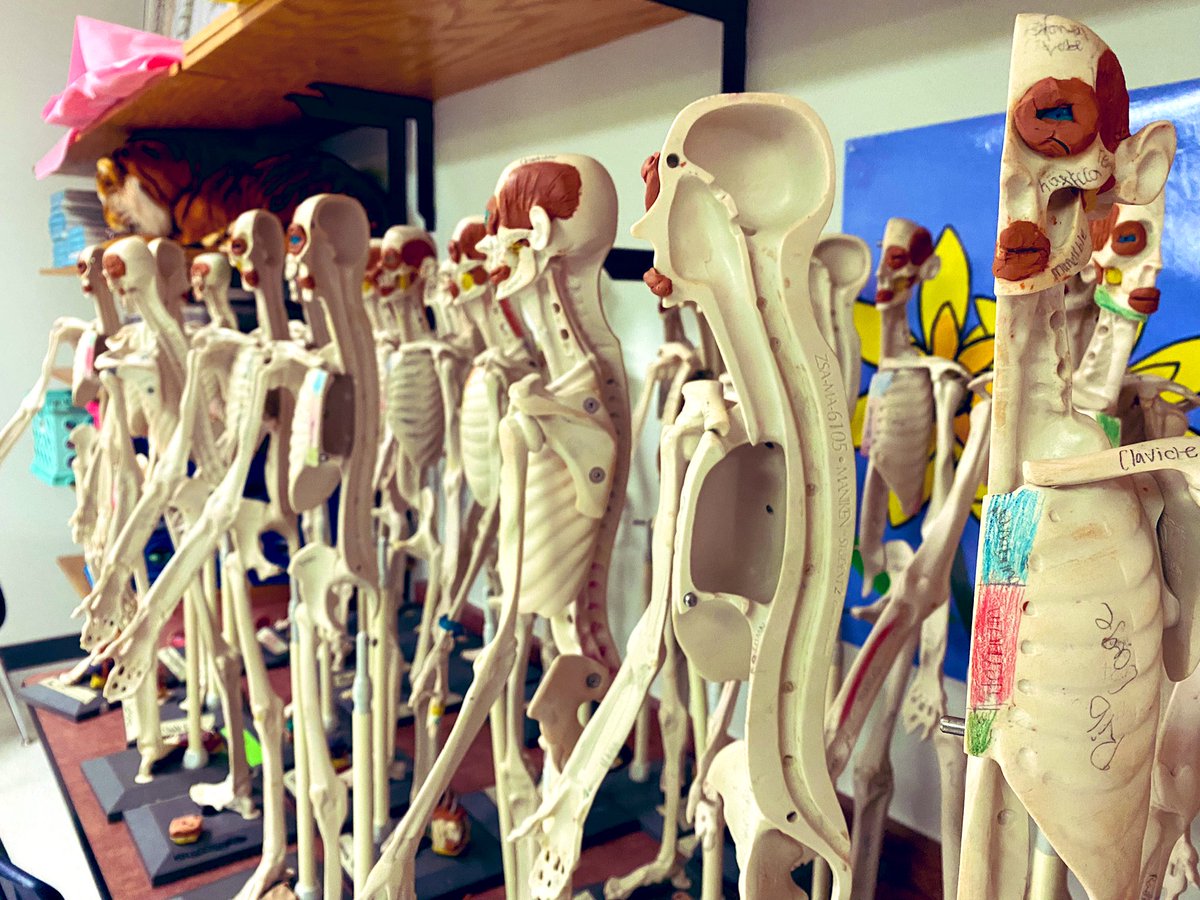 MrsArmourr's tweet photo. Tell me you teach Anatomy without telling me you teach Anatomy https://t.co/6DSNvm1bZH