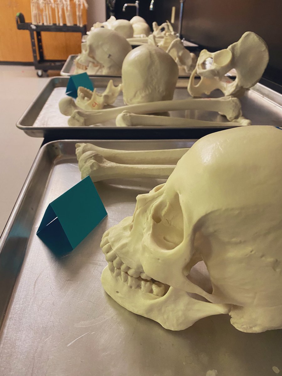 MrsArmourr's tweet photo. Tell me you teach Anatomy without telling me you teach Anatomy https://t.co/6DSNvm1bZH