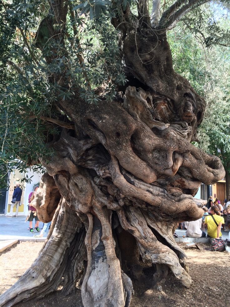 ninjasniperpon's tweet photo. 800 year old olive tree in Palma de Mallorca. https://t.co/nsx5ty216r
