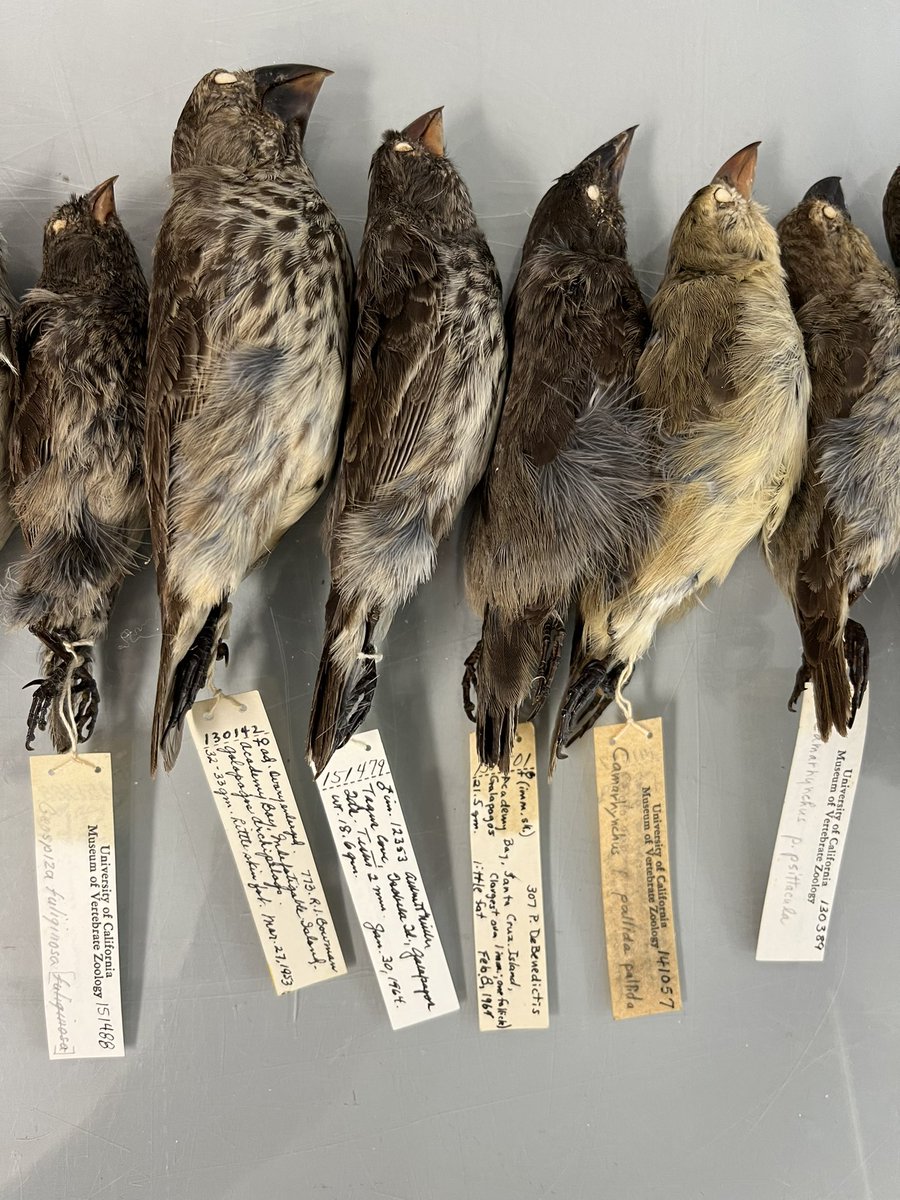 I showed Darwin’s finch specimens in Evolution today and the room became electrified! Notice the differences in beak shape and size, which is the essence of this adaptive radiation. ❤️ 🐦 🧬 ¡Viva La Evolución!