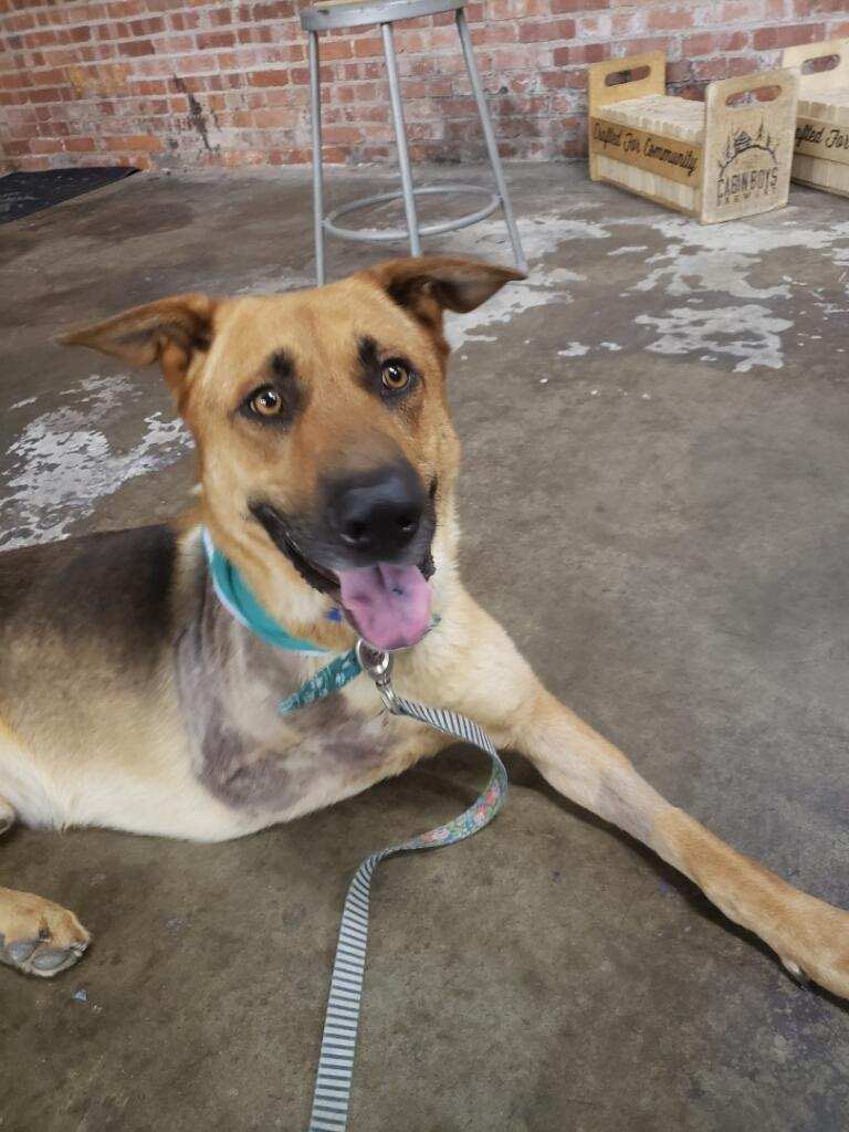 onegraphRita's tweet photo. @WmDeanFrench Mr. French.
I know you can't foster if you keep him. 😔
Sully, has the bestest smiling face when he is with you.
Your voice magnifies your heart when you talk about him.
Velcro? Perhaps. Happy bestest three legged dog?
Absofrigginlutely
#SullyBoy fanclub! https://t.co/9Z0vcM0CI5