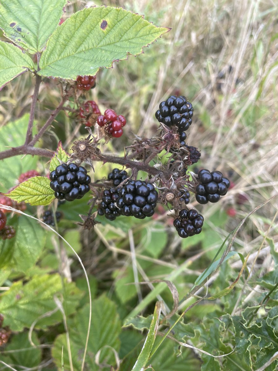 iain_smellie's tweet image. A successful #gardenindicators forage! Not far from @StAndrewsChem.