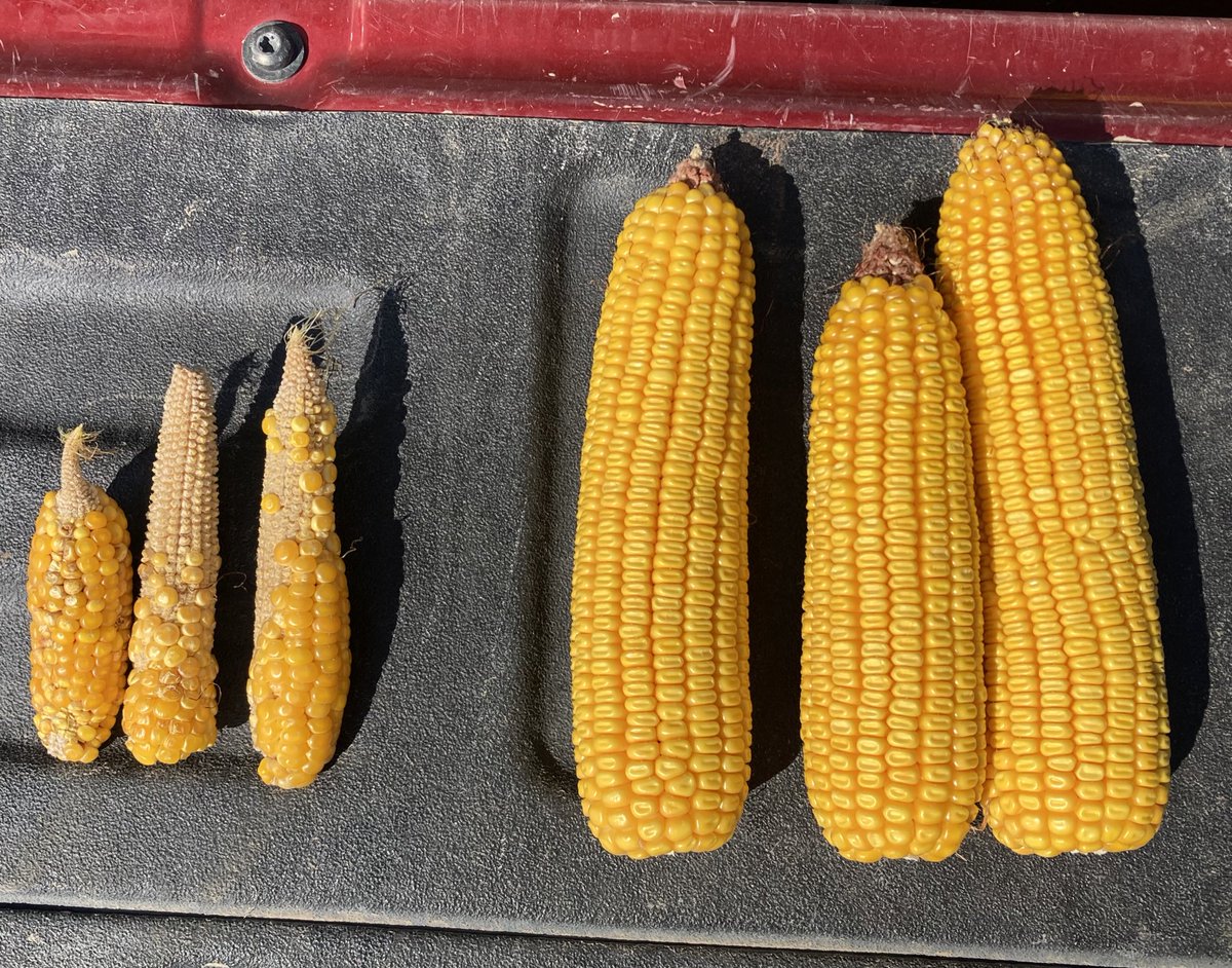 Irrigation problems on sand, during pollination REALLY hurt that whole farm average.