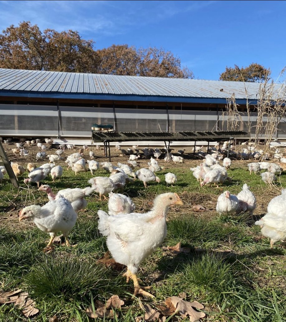 Kitchfix (@kitchfix) on Twitter photo When you support Kitchfix, you’re supporting our incredible chicken provider <a href="/cooksventure/">Cooks Venture</a>! 🐔 Cooks Venture specializes in pasture-raised chickens who spend most of their days out on the farm munching on insects & preening their beautiful feathers. When you support Kitchfix, you’re supporting our incredible chicken provider <a href="/cooksventure/">Cooks Venture</a>! 🐔 Cooks Venture specializes in pasture-raised chickens who spend most of their days out on the farm munching on insects & preening their beautiful feathers.