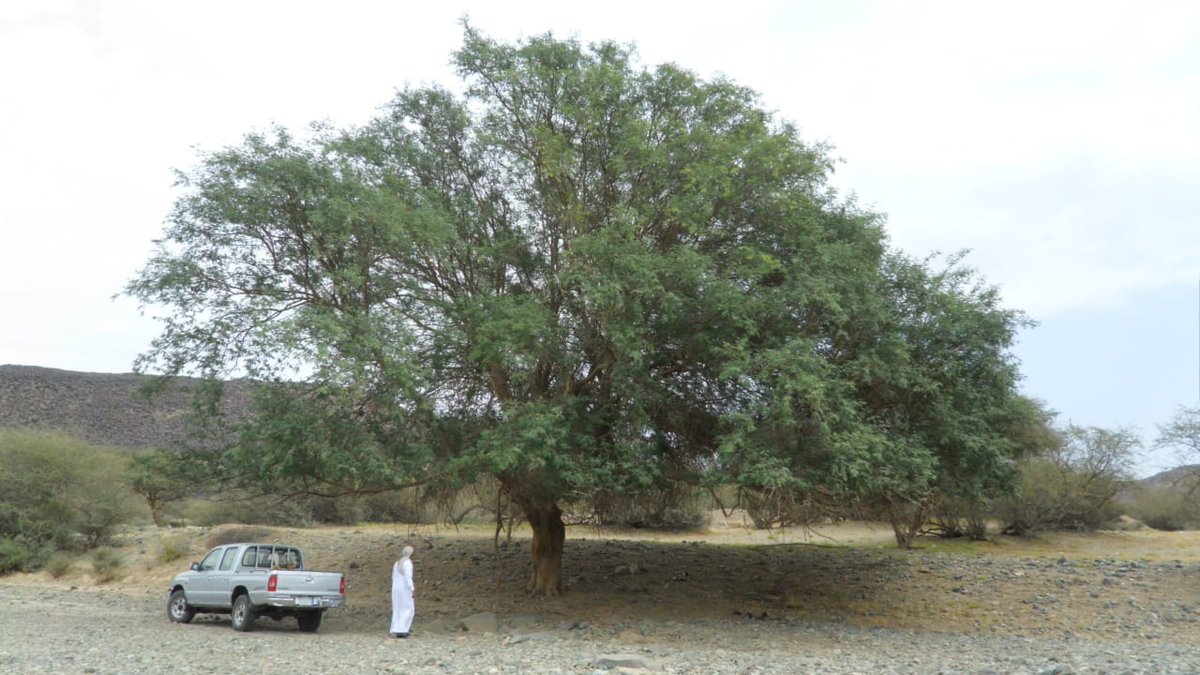 عابد البيضاني tweet media