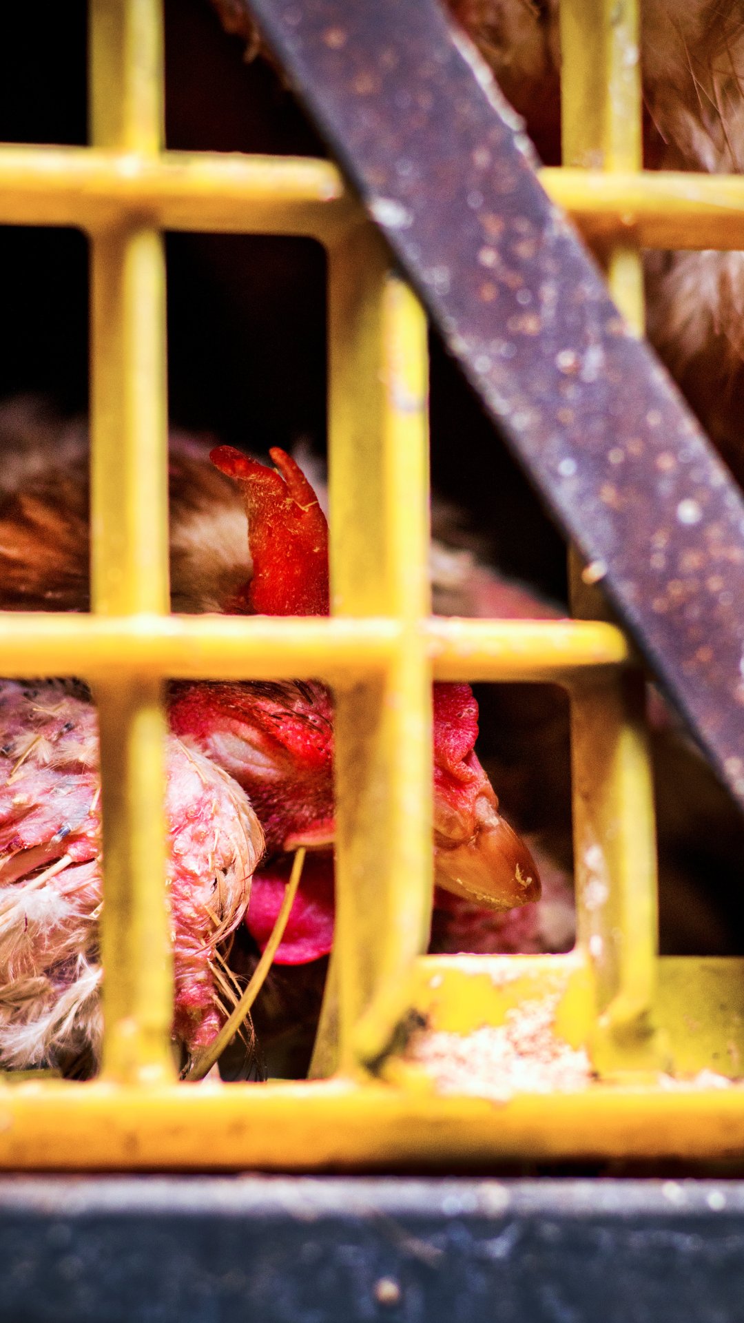 The Humane League (TheHumaneLeague) / Twitter