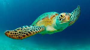 SeaTurtles_org's tweet photo. Want a Friday Fun Fact? On the Texas Coast this year, there have been 32 Green Sea turtle nests saved. Can anyone guess how many were saved last year? TWO! That's right two! #seaturtles #texascoast #noplastics #cleanthebeach https://t.co/ecTbvddFZ3