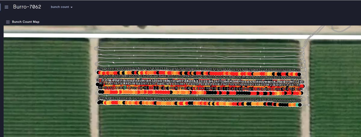 burro_ai's tweet photo. Just a Burro, counting grape clusters, in real time (with a model from one of our partners @BitwiseAg )...#goodburro #platformforscouting #farmrobots https://t.co/GOpk5uflGF