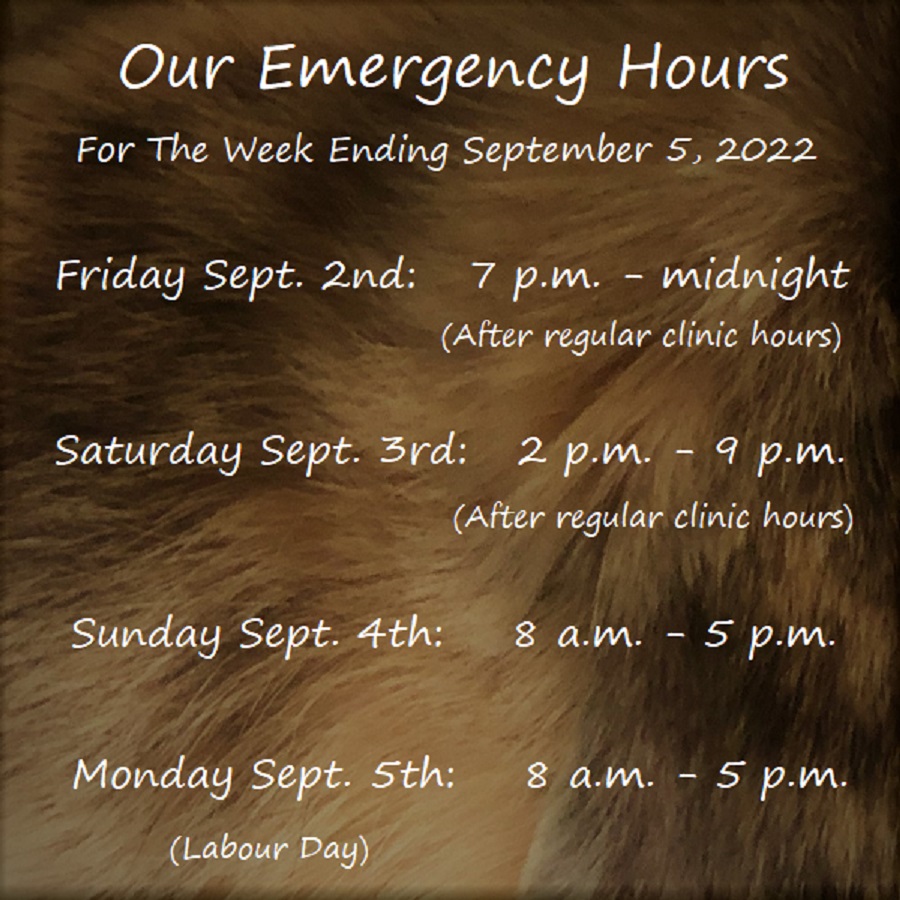 ExoticPetVets's tweet photo. It's time for the #LongWeekend and we have #EmergencyHours all weekend long! Tonight our after-hours emergency service runs from 7 p.m. to midnight, on Saturday from 2 p.m. to 9 p.m., on Sunday from 8 a.m. to 5 p.m. and on #LabourDay Monday from 8 a.m. to 5 p.m. https://t.co/9oFLsfjEK4