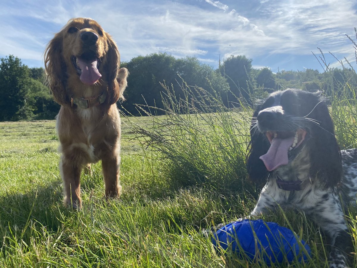 A tough week this week. Grateful that I have these two to motivate me to get outside after work and unwind. #MentalHealthMatters #DogsofTwittter