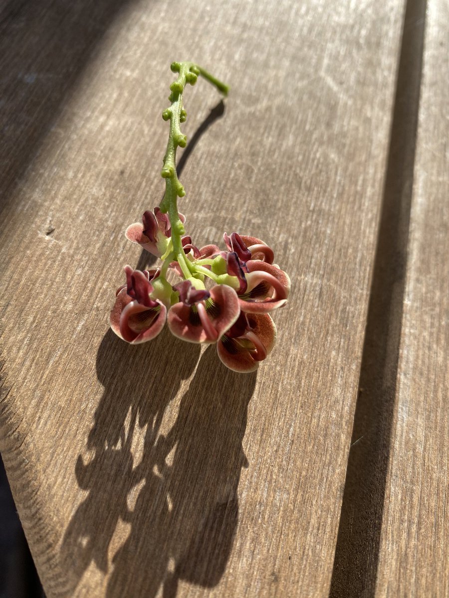 Sarahdwaugh's tweet photo. Looking to identify this vine growing along a lake side on the south shore, @NikiJabbour can you help out? https://t.co/5UFjJXsaia
