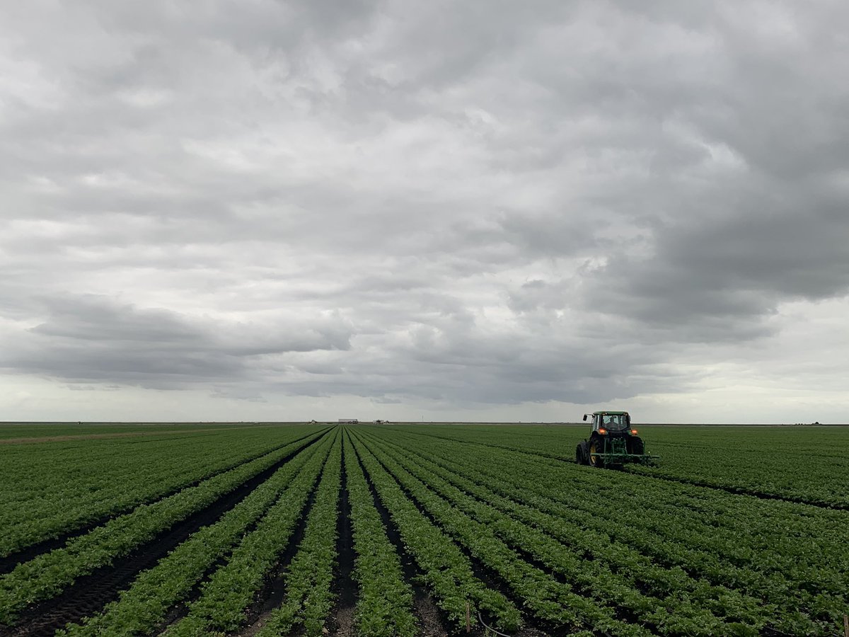 UF_PBC_VegFruit's tweet image. We’re hiring! Assistant Prof in plant pathology @UF_IFAS @EvergladesREC Great opportunity to work with the best vegetable &amp;amp; sugarcane growers in the U.S. @NPDN @APS_CLARE @APS_Extension @FieldVegetables @plantpathgrads @APSbacteriology @UFPlantPath Apply explore.jobs.ufl.edu/en-us/job/5234…