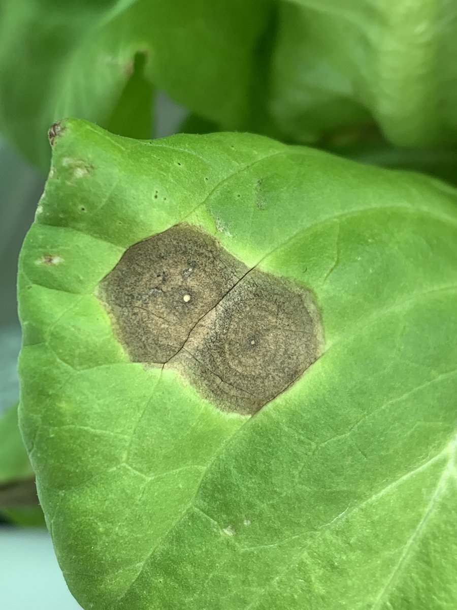 UF_PBC_VegFruit's tweet image. We’re hiring! Assistant Prof in plant pathology @UF_IFAS @EvergladesREC Great opportunity to work with the best vegetable &amp;amp; sugarcane growers in the U.S. @NPDN @APS_CLARE @APS_Extension @FieldVegetables @plantpathgrads @APSbacteriology @UFPlantPath Apply explore.jobs.ufl.edu/en-us/job/5234…