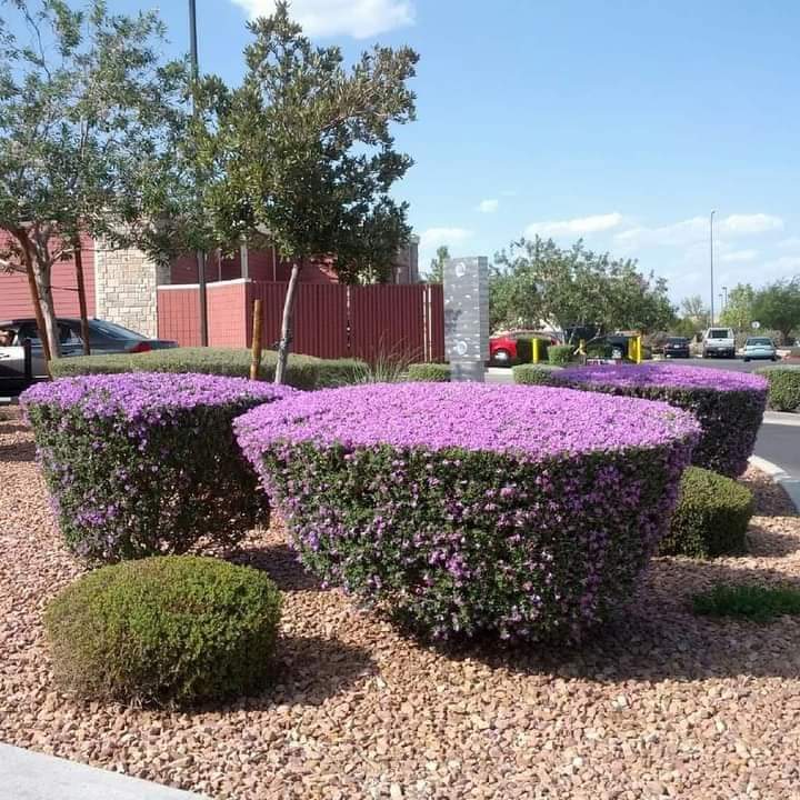 garden2050 tweet picture