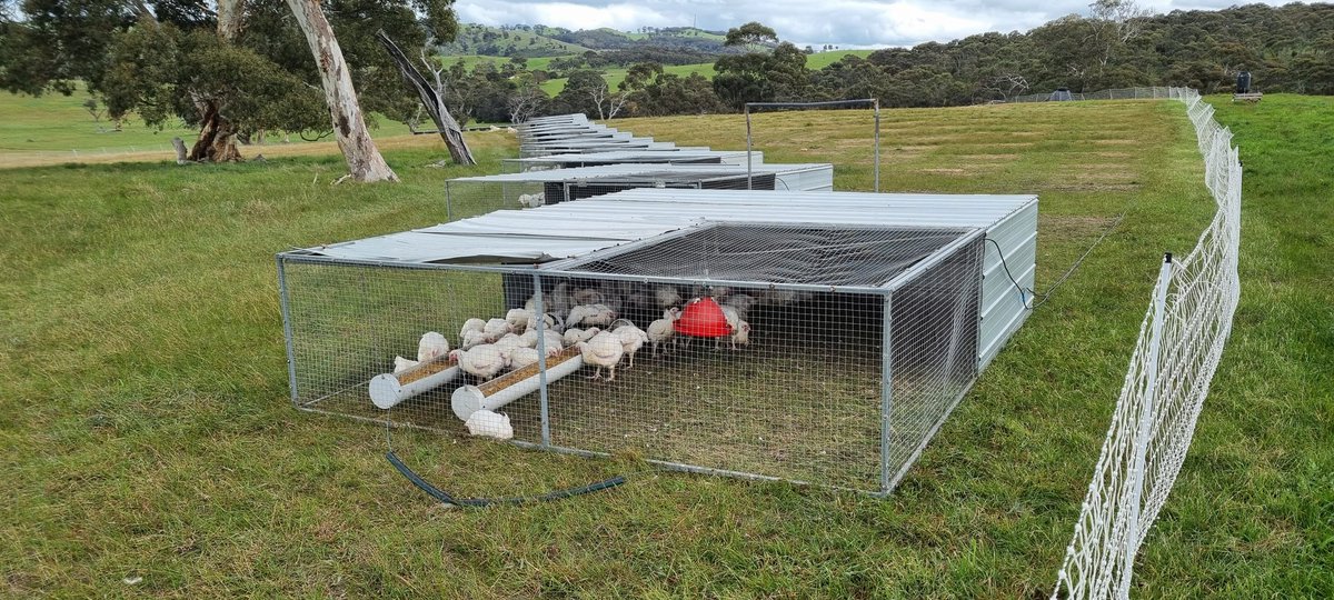 GreenpatchAg's tweet image. Checking out the chook pens @NomadFarms. A great set up. Thanks Tom &amp;amp; Verity for a great morning with the South Australuan Renerative Farmers (SARF) group.