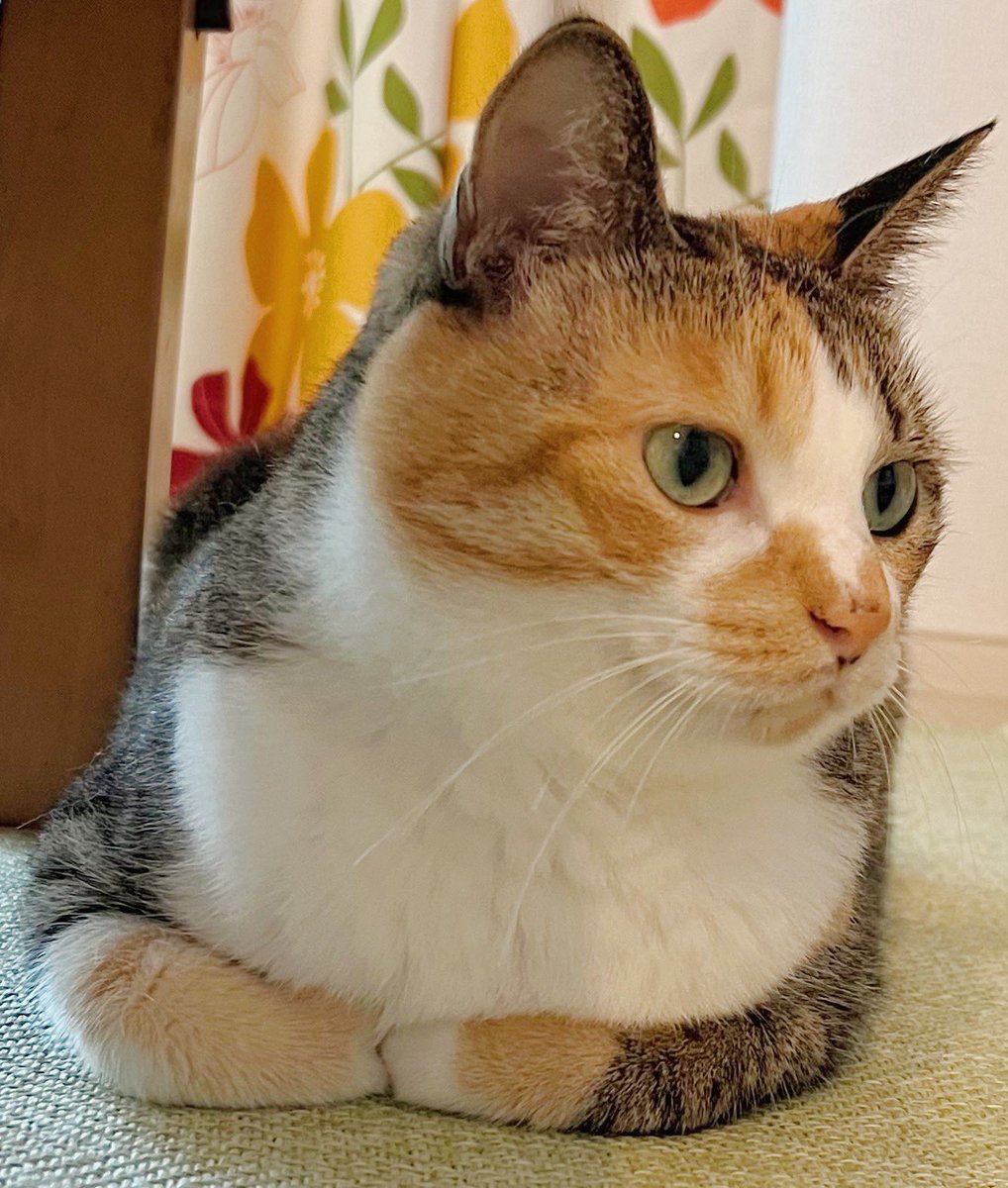 chacha__813's tweet photo. 全てが尊い☺️🐾おてて可愛いすぎ🐾
#香箱座り　#猫好きさんと繋がりたい
#土アップ祭　#三毛猫　#猫のいる幸せ
#猫がいる暮らし　#猫のいる生活　#猫 https://t.co/jpJyZJqjiG
