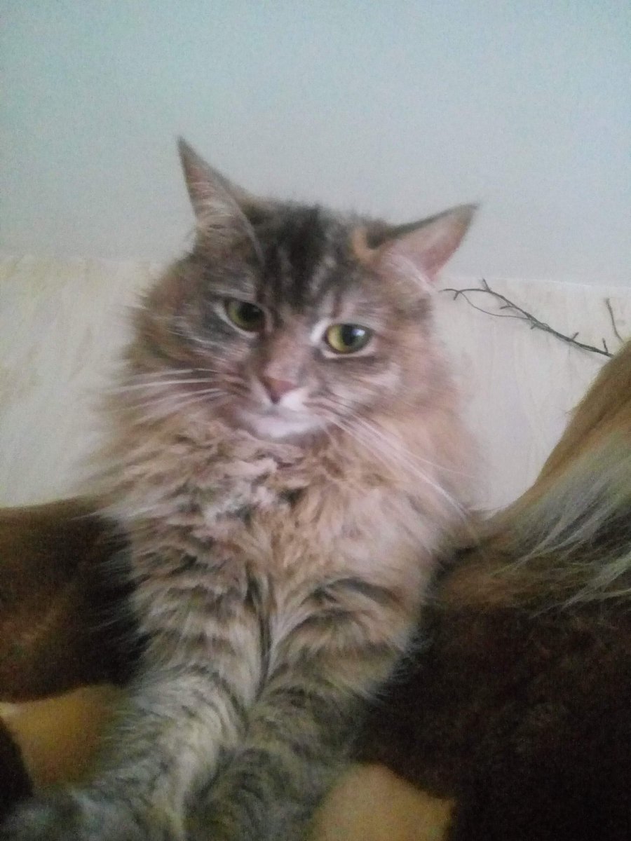ALRYnverse's tweet photo. Пуша Муд 🐾🐾
#Softkittywarmkitty #cat #purr #Pushka https://t.co/3Hl01vS8lK