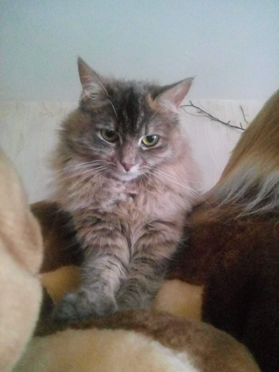 ALRYnverse's tweet photo. Пуша Муд 🐾🐾
#Softkittywarmkitty #cat #purr #Pushka https://t.co/3Hl01vS8lK