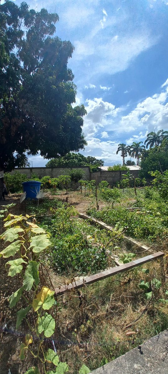 Fundsanantonio's tweet photo. Desde el sembradío de la Casa Hogar Mons. Feliciano González 🏡,lugar acogedor y maravilloso por su naturaleza...

...queremos desearles un merecido descanso,¡feliz fin de semana!

#Fundación #SanAntonioDePadua #CasaHogar #FinDeSemana #NiñosEspeciales #Ancianos https://t.co/5gDDS6pNXy