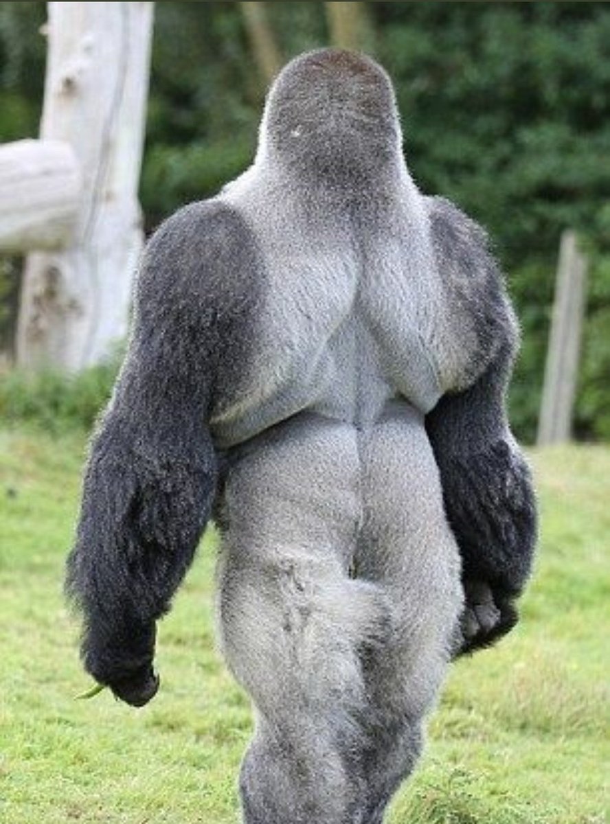PrimatesDaily's tweet photo. How do i achieve such a physique https://t.co/ugHUkQhXMY