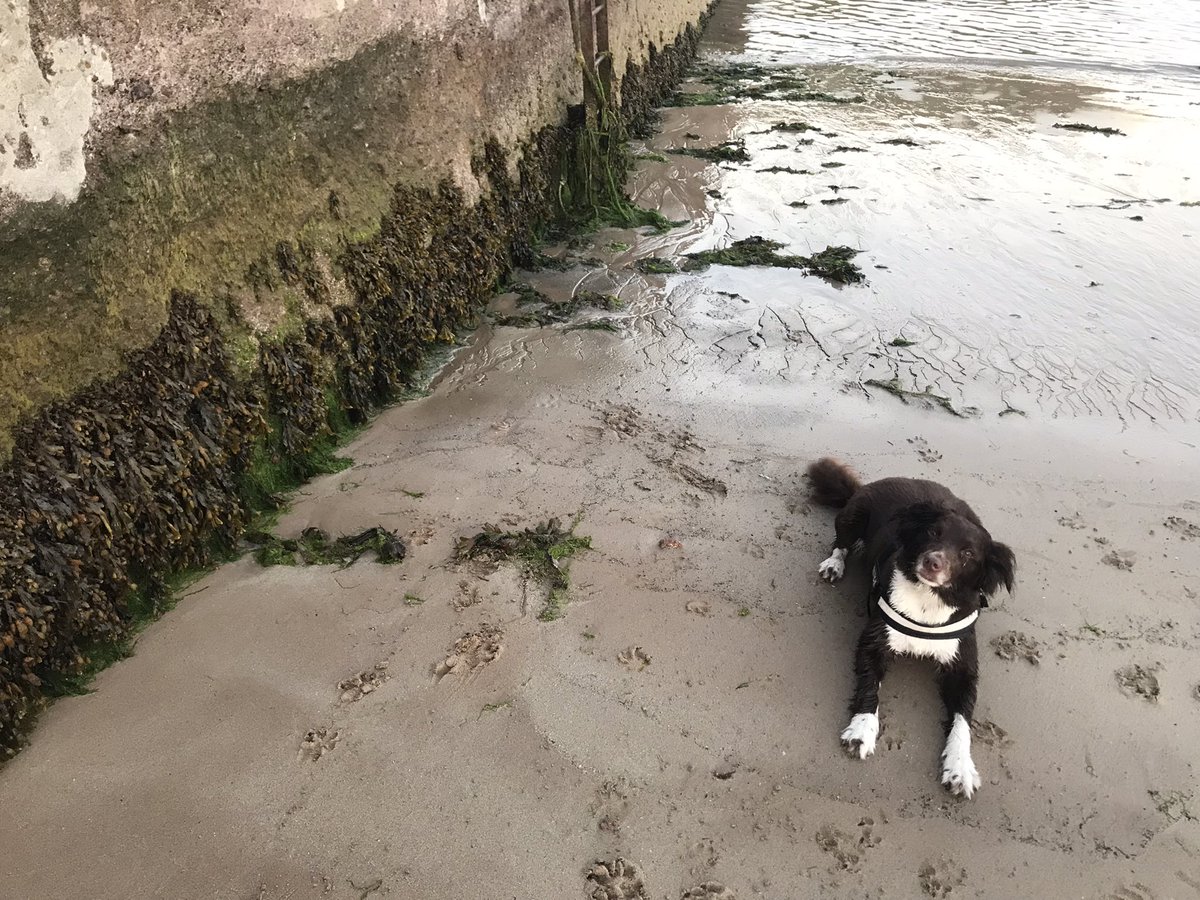 BioGardner's tweet photo. Had to collect some seaweed for a practical. My assistant was rather unhelpful. https://t.co/ceDvhHmqqi
