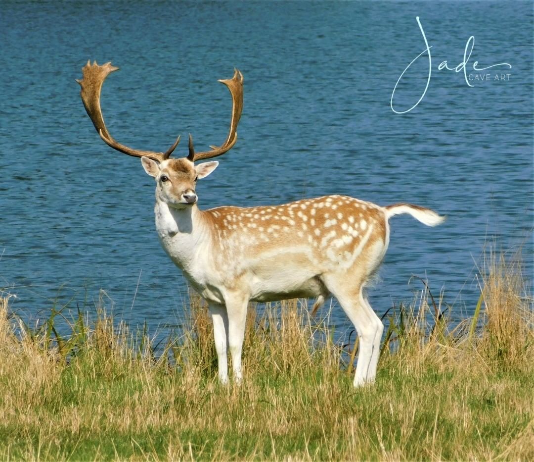 #Photographers are history makers,
Every #picture is a moment which gone forever
&amp; can't re-shoot.”

🦌#Deers📸#Photo taken in #Norfolk #England.

🛍️For Sale!
D.M for details!

#ArtistOnTwitter #Artist #art #PhotoOfTheDay #photography #wildlifephotography #NaturePhotography
