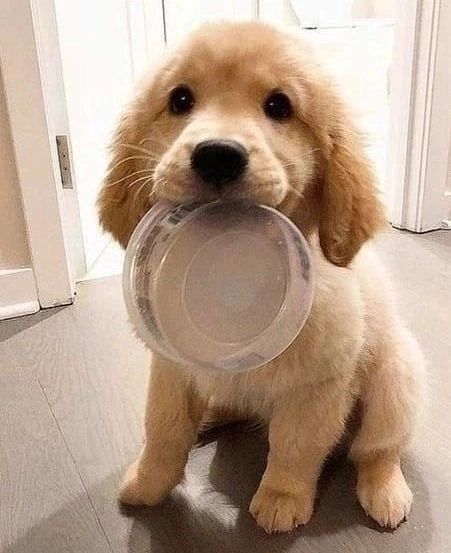 Human, it's dinnertime.. 
Steak?   My dish please..

#puppies
(Dog.windowss IG)