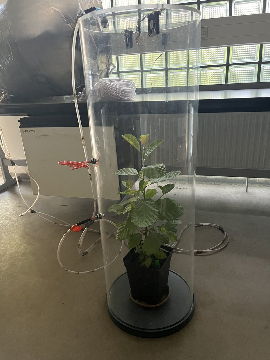 RiisSoil's tweet photo. What happens to #CO2, #CH4 and #N2O fluxes when #agricultural soil is inoculated with microbial communities from #forestsoils@to aid afforestation? Trying to figure this out in @SilvaNova_NNF together w/ our colleagues at @UniLeiden Kostas @SofiaIFGomes &amp; Martijn Bezemer https://t.co/3SR7VVkNF4