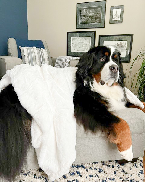 TaftsTextiles's tweet photo. FALL is just around the corner! 🍂🍁
Stock up on all COZY things while you can. TAFTS Throws is a must-have this fall season. 🌰

samson.thebmd approves this message 🐾

#taftstextile #tafts #taftshome #fall #cozy #throwblanket #silk https://t.co/MxtGVehQKT
