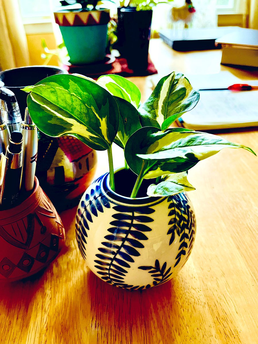 Office plants 🌱 can bring cheer. #officeplants