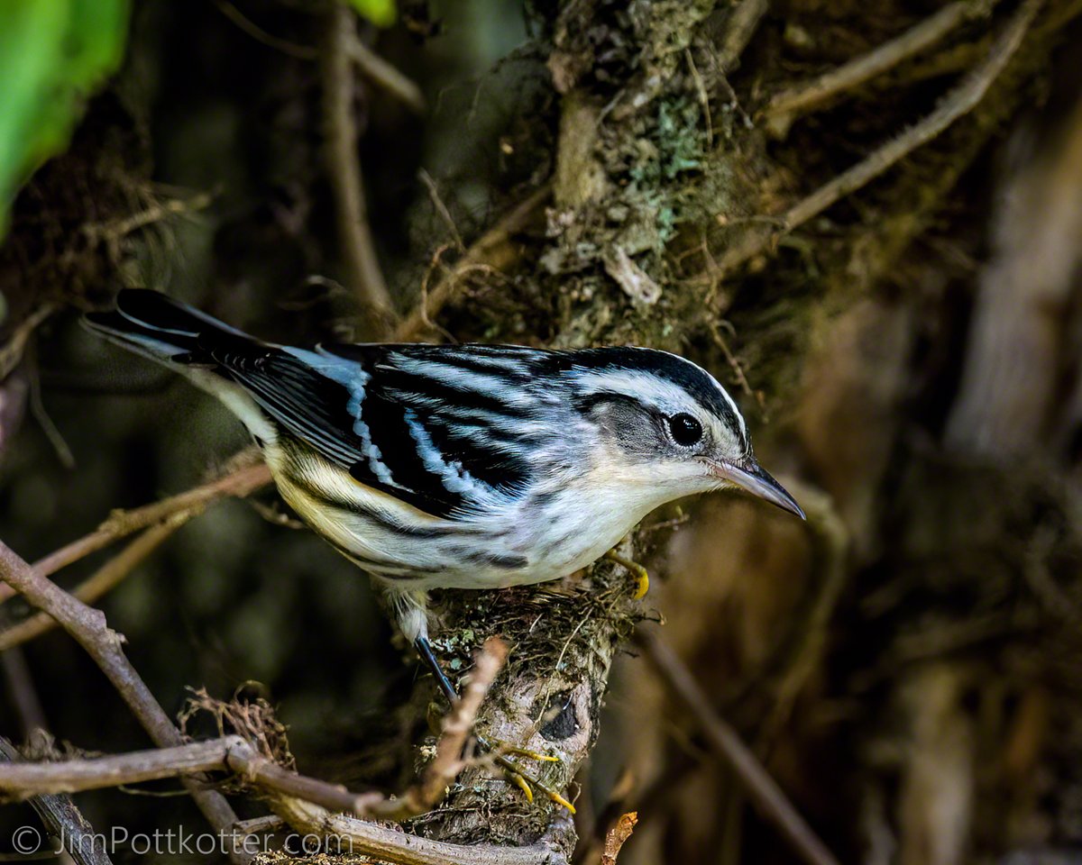 The Black-and-White Warbler is constantly on the move looking for insects in every nook and cranny of a tree. I love their bold and distinct markings and know from experience that seeing one for the first time is an exciting experience. #birds #NaturePhotography #nature #wildlife