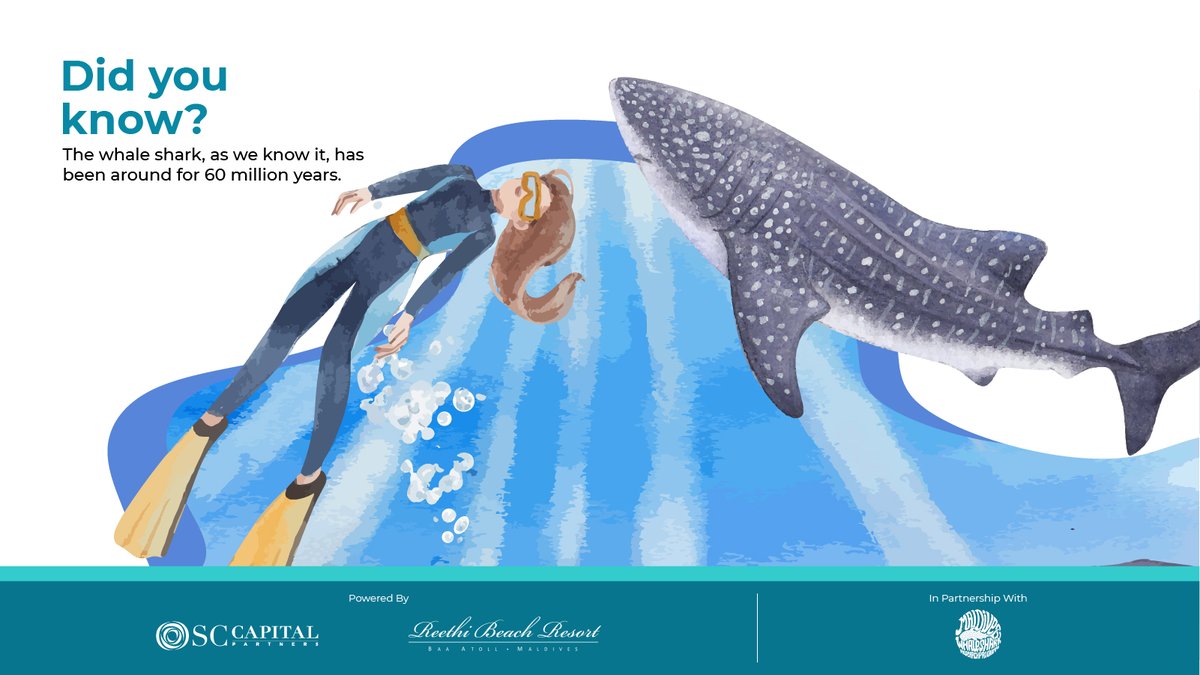 reethi_beach's tweet image. Behold the secrets of  these gentle giants, DID YOU KNOW? 
The Whale shark, as we known it, has been around for 60 million years.
