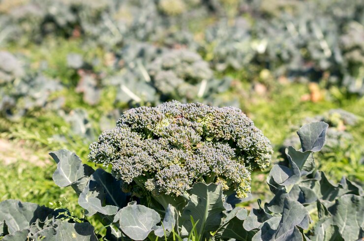 SoyAgroOficial's tweet photo. #Agrotip 👇🥦

El cultivo de brócoli necesita de tierra ligeramente ácida con buen drenaje para evitar que la planta se pudra. 😱

#SoyAgropecuario #brocoli #cultivo #agricultura #agrícola https://t.co/OICtg7vmQ8