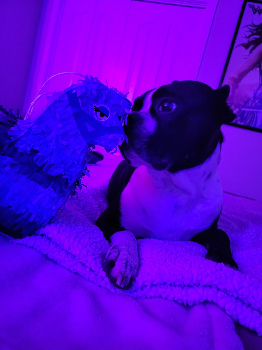 Mayhem__Maggie's tweet photo. Duncan and I are going live on Twitch with some Fortnite Friday vibes! We are here for all the llamas and laughs! Come on by! Link in bio #twitch #twitchstreamer #streamer #fortnite #gamergirl #dogsofinstagram #bostonterrier #bostonsofinstagram #doggo #dog https://t.co/PHn7HIvluz