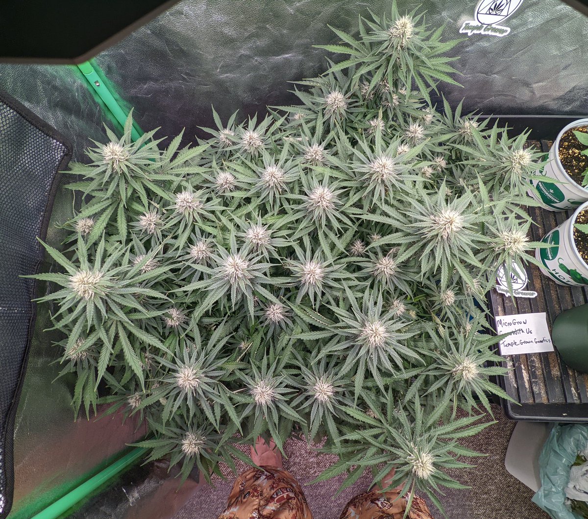 TempleGrower's tweet photo. I think the #MonsterCrop is my favourite way of 'training'. 'Auxin manipulation' more appropriately maybe.. Insane bushes though, with as many tops as you can handle. I coulda done a better job spreading her laterally but still. Totally worth the wait!🌱
#GrowYourOwn #Cannabis https://t.co/CrroGKDK4j