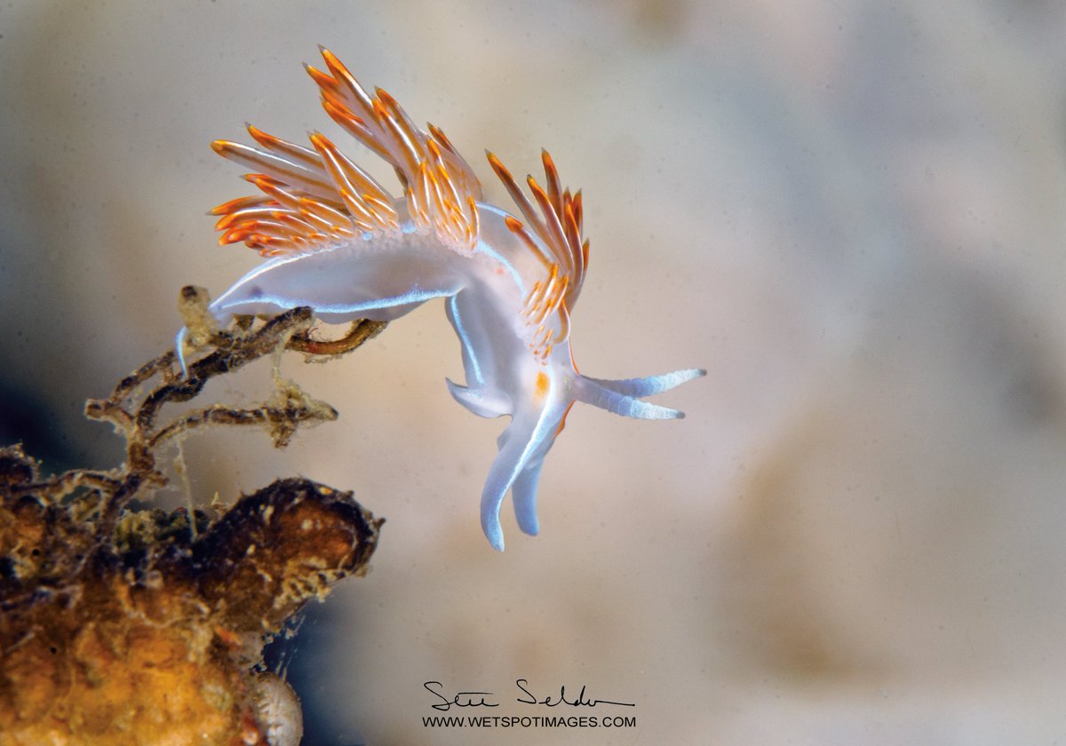 Stuart Seldon, FRCGS (@wetspotimages) on Twitter photo It's almost time to head back to #BrowningPass again, for some of the best cold-water diving in the world. I love shooting these Opalescent Nudibranchs!
<a href="/RCGS_SGRC/">Royal Canadian Geographical Society</a> <a href="/CanGeo/">Canadian Geographic</a> <a href="/TheScubaNewsCA/">The Scuba News Canada</a> @CanGeoEdu <a href="/wonderofscience/">Wonder of Science</a> <a href="/ilovenudis/">ilovenudis</a> It's almost time to head back to #BrowningPass again, for some of the best cold-water diving in the world. I love shooting these Opalescent Nudibranchs!
<a href="/RCGS_SGRC/">Royal Canadian Geographical Society</a> <a href="/CanGeo/">Canadian Geographic</a> <a href="/TheScubaNewsCA/">The Scuba News Canada</a> @CanGeoEdu <a href="/wonderofscience/">Wonder of Science</a> <a href="/ilovenudis/">ilovenudis</a>
